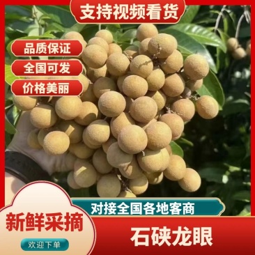 广西平南石硖龙眼大量上市欢迎来电咨询支持视频看货