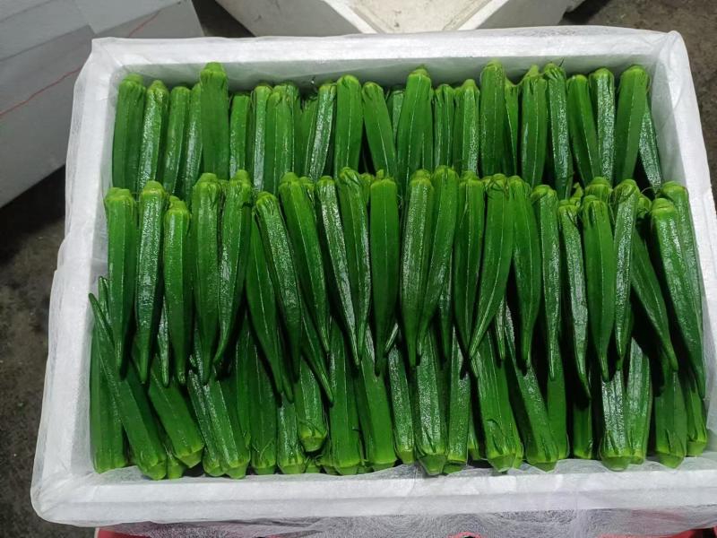 【热卖】云南精品秋葵一手货源产地直发量大价优可看货