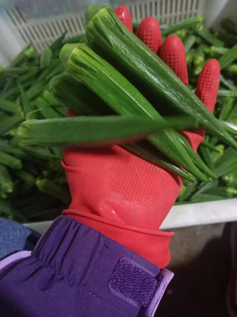 【热卖】云南精品秋葵一手货源产地直发量大价优可看货