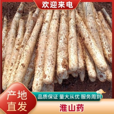 广西精品山药，白鬼山药，黑鬼山药，产地直发，可代发全国