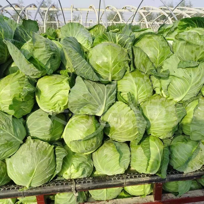 新鲜甘蓝大量上市产地直发量大价优欢迎老板咨询