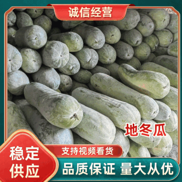 【精品冬瓜】湖北地冬瓜白皮冬瓜黑皮冬瓜规格齐全产地直