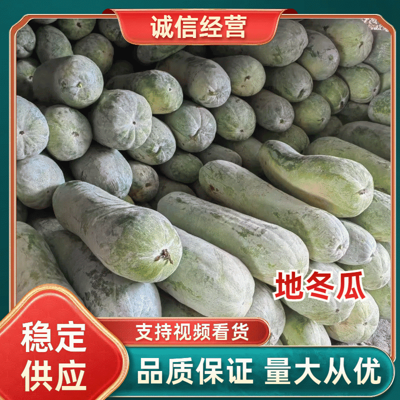 【精品冬瓜】湖北地冬瓜白皮冬瓜黑皮冬瓜规格齐全产地直