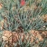 分多多香葱种子四季香葱种子叶色深绿抗病口感浓郁