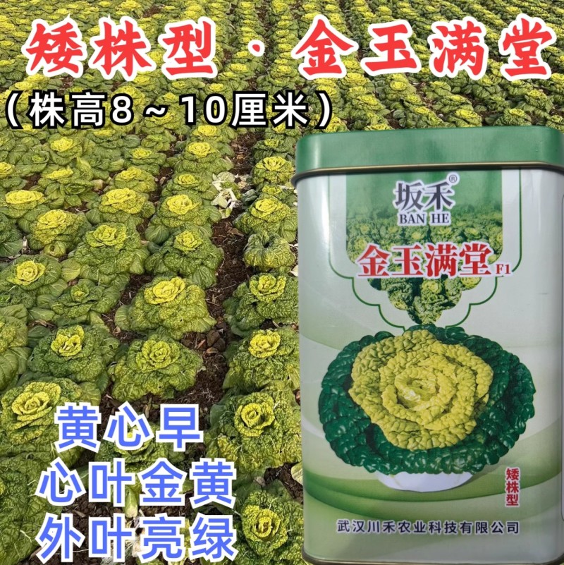 金玉满堂黄心菜种子黄心乌种子叶皱多心叶金黄