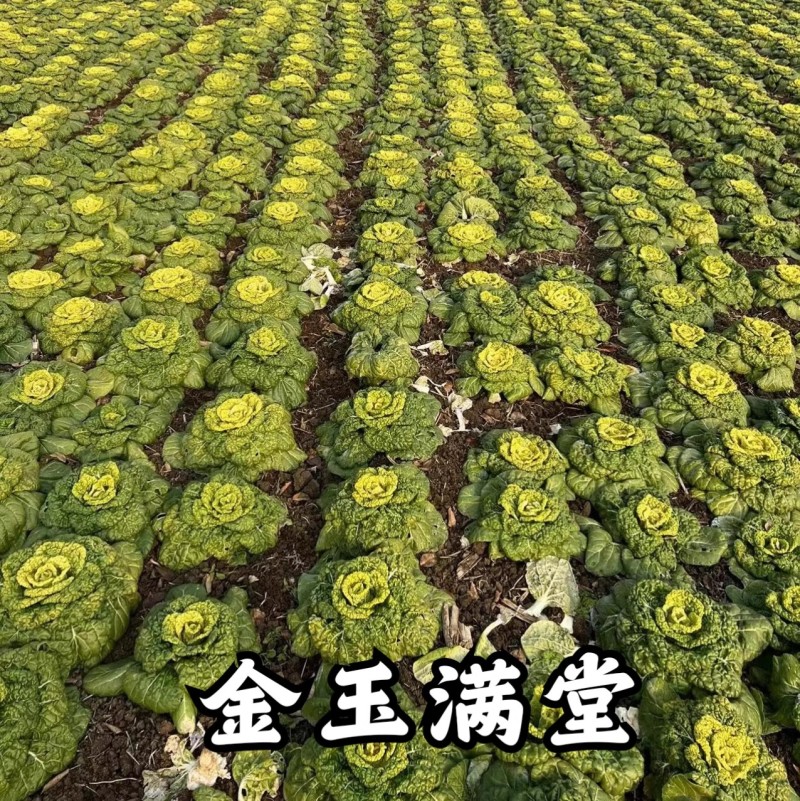 金玉满堂黄心菜种子黄心乌种子叶皱多心叶金黄