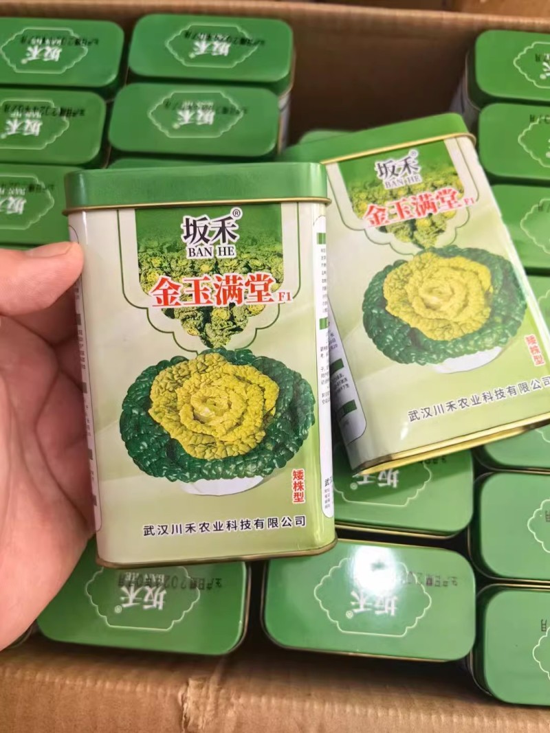 金玉满堂黄心菜种子黄心乌种子叶皱多心叶金黄