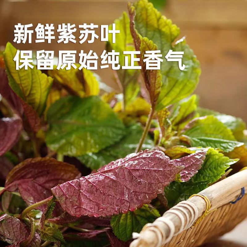 香辣紫苏酱，湖南特色下饭菜，工厂48小时直发