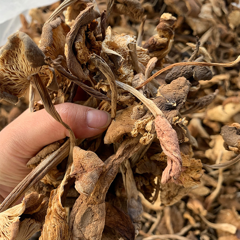 鸡枞菌干货云南黑皮鸡枞