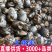 大将军螂屎壳批发一件代发量大从优