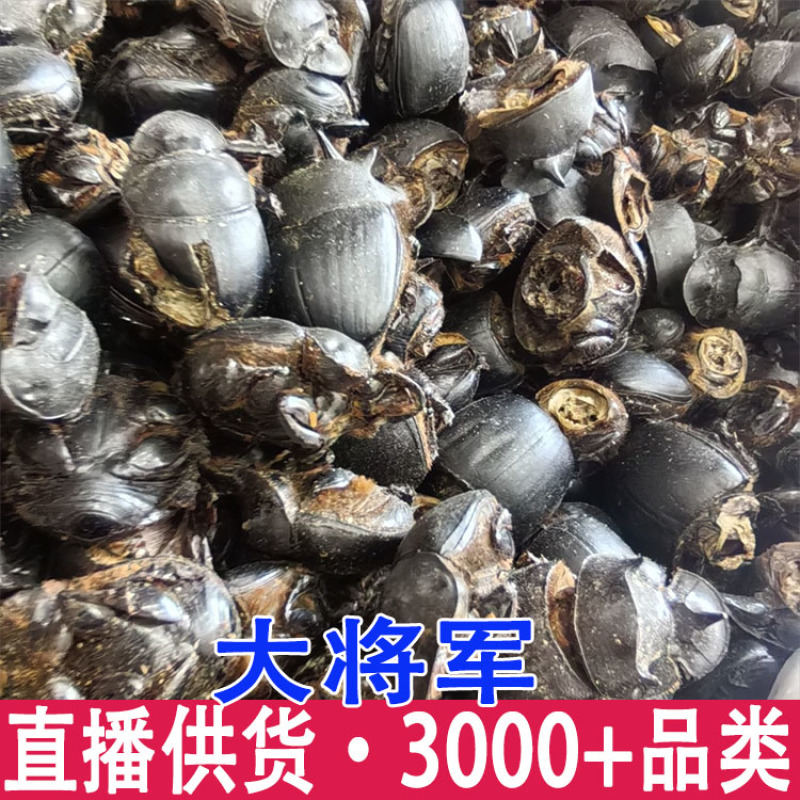 大将军螂屎壳批发一件代发量大从优