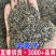 牛蒡子批发一件代发量大从优
