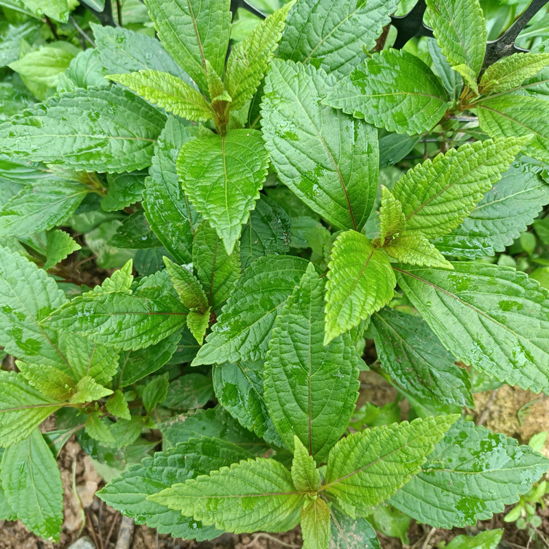 批发供应散装溪黄茶霉茶溪黄草藤茶花草茶量大从优一