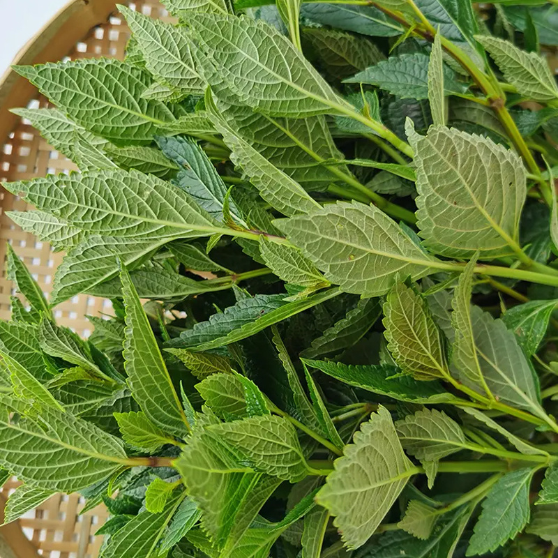 批发供应散装溪黄茶霉茶溪黄草藤茶花草茶量大从优一