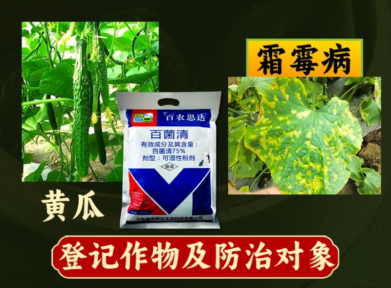 百农思达75%蓝粉百菌清杀菌剂霜霉病白粉病炭疽病真菌病害