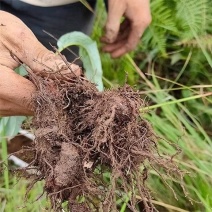 草血竭中药材正宗新货特级无硫老腰弓地蜂一口血拳参一件