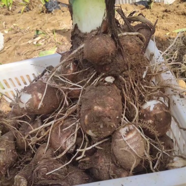 芋头山东8520毛芋头产地直供一手货源量大从优