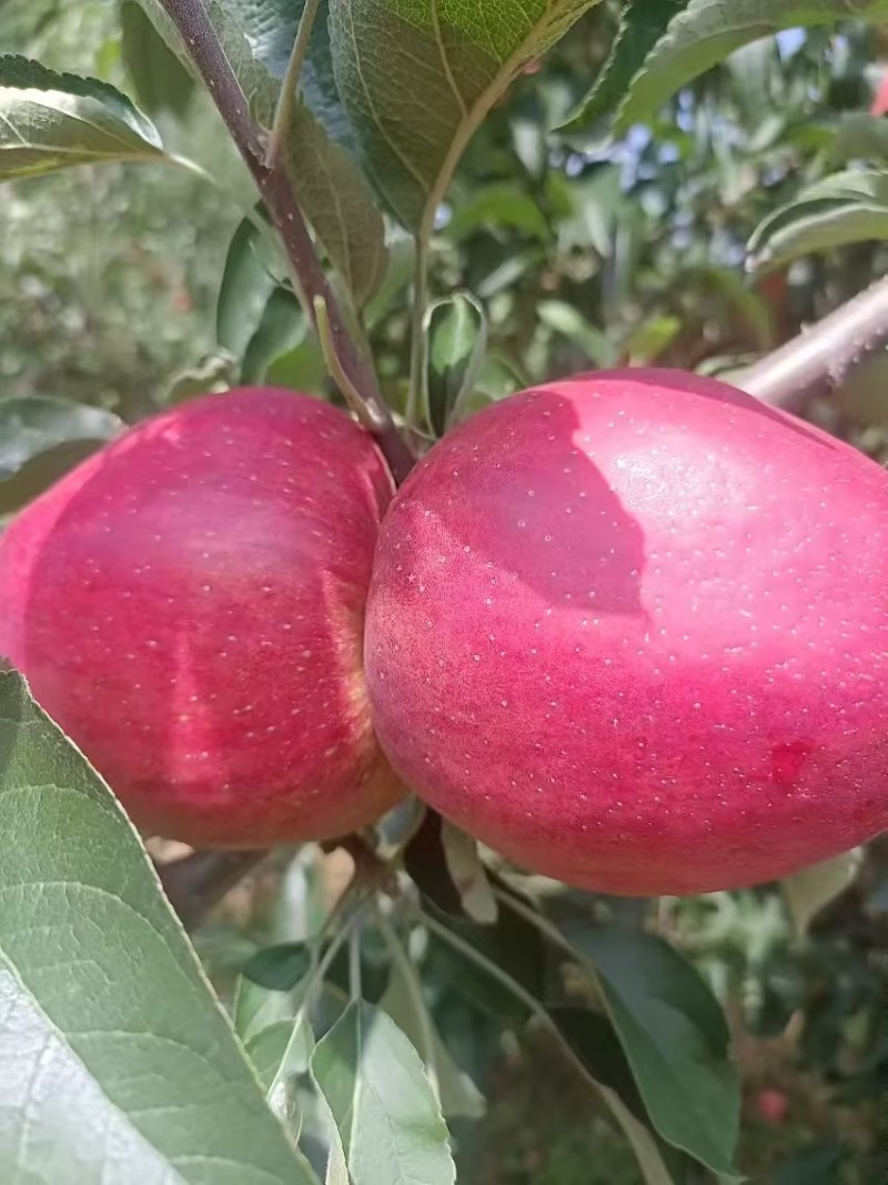 昭通苹果红露糖心苹果脆甜多汁供应量大货源充足价格优