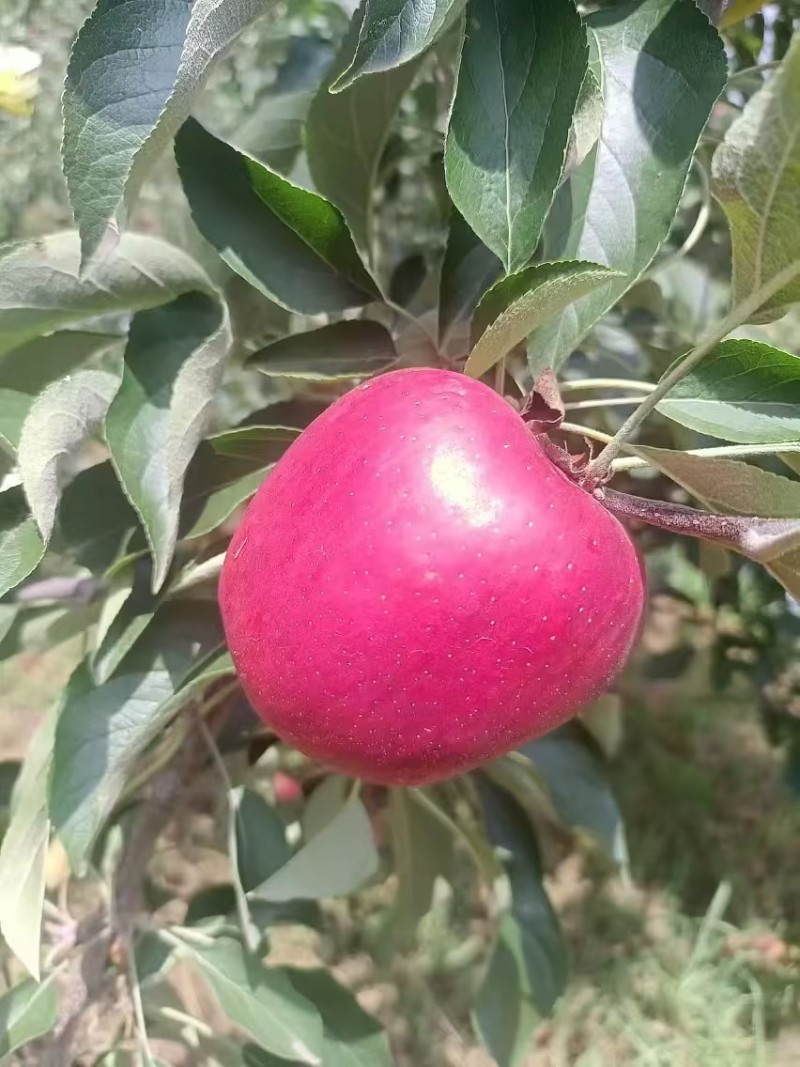 昭通苹果红露糖心苹果脆甜多汁供应量大货源充足价格优