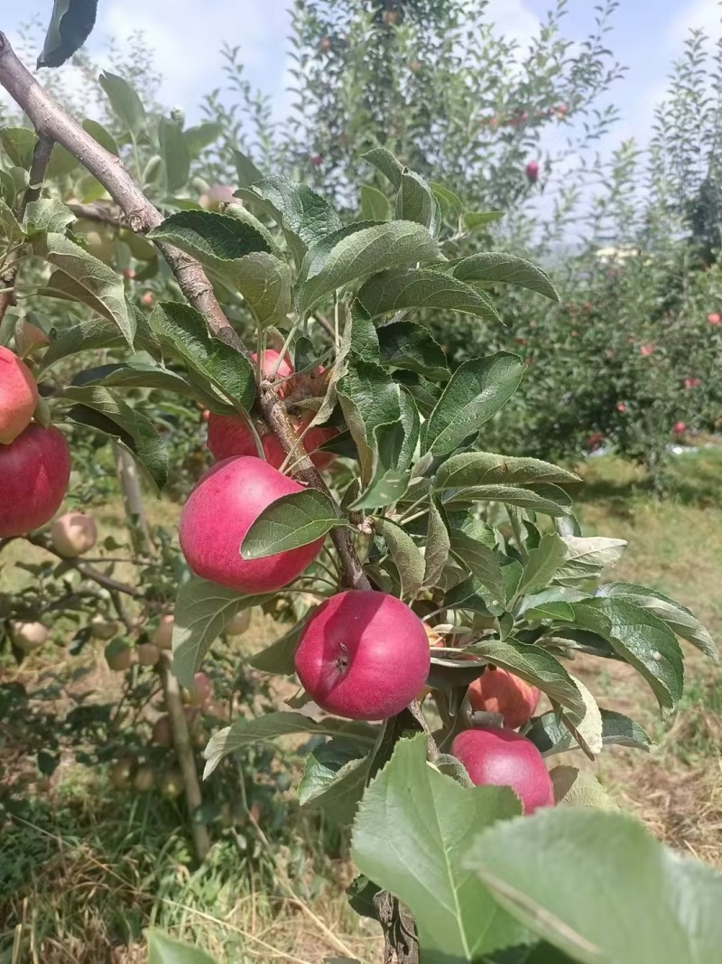 昭通苹果红露糖心苹果脆甜多汁供应量大货源充足价格优