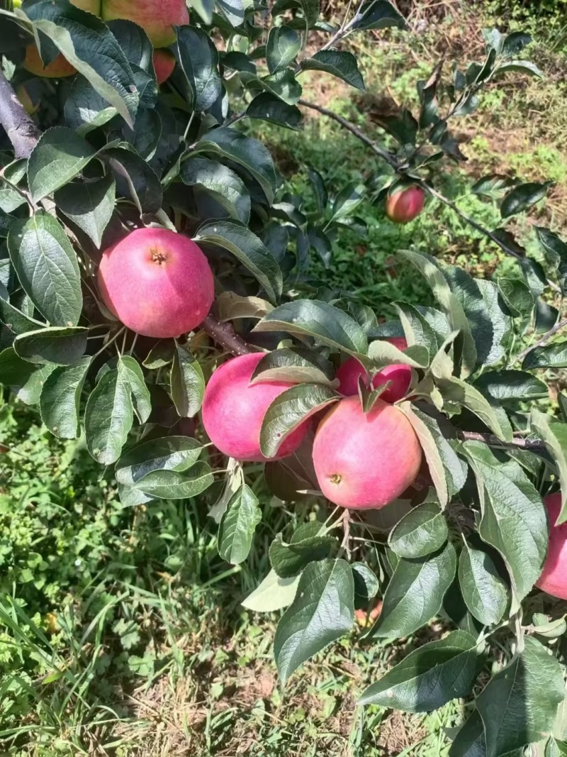 昭通苹果红露糖心苹果脆甜多汁供应量大货源充足价格优