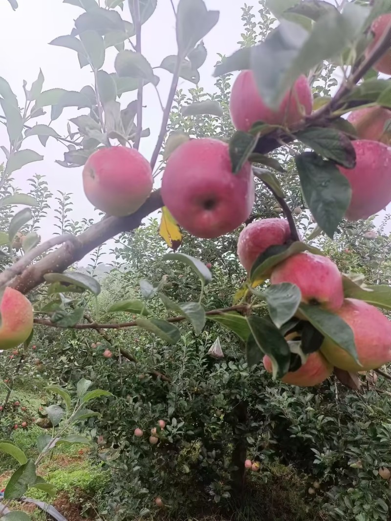 昭通苹果红露糖心苹果脆甜多汁供应量大货源充足价格优