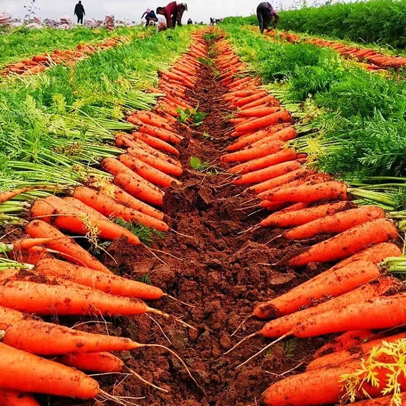 河南开封胡萝卜大量上市量大价优价格美丽欢迎致电咨询
