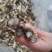 鹿茸菇云南特产鹿茸菇干货