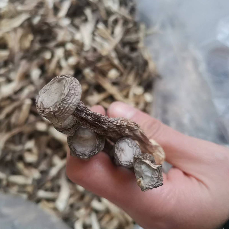 鹿茸菇云南特产鹿茸菇干货