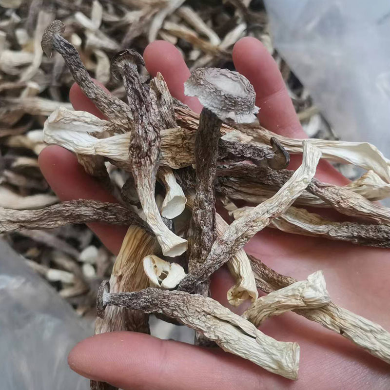 鹿茸菇云南特产鹿茸菇干货