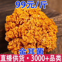 金耳金耳菌云南野生菌批发量大从优金耳