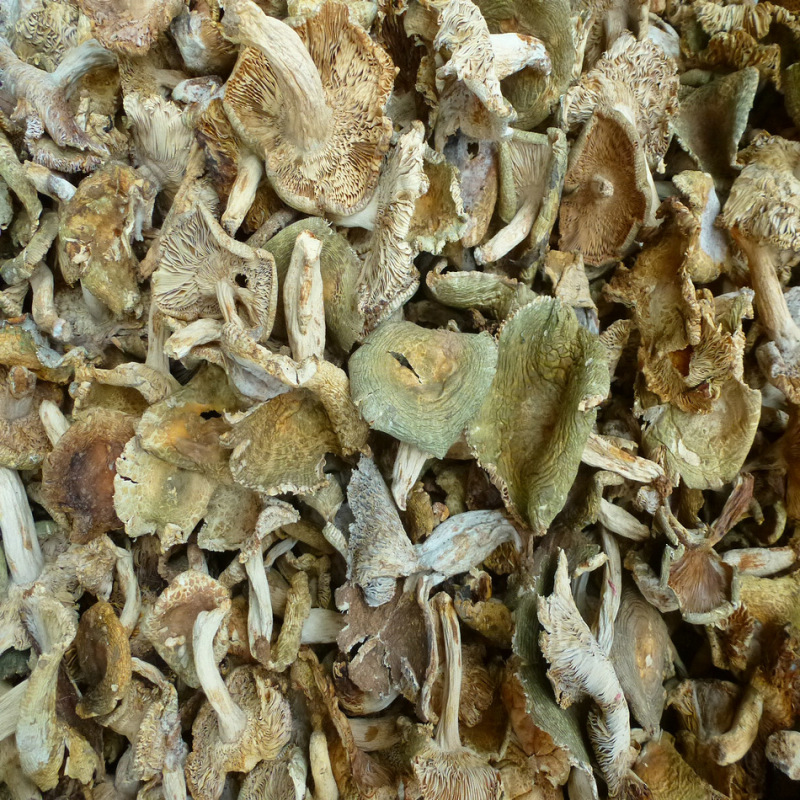 青头菌干货天然青头菇云南特产一件代发