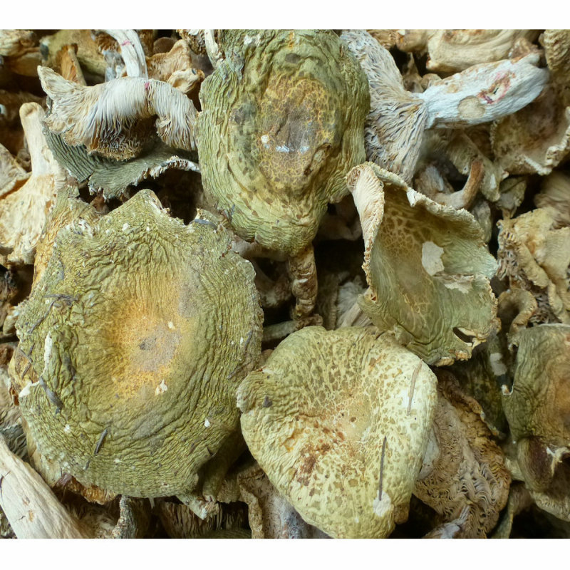 青头菌干货天然青头菇云南特产一件代发