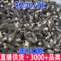 羊肚菌批发云南羊肚菌干货批发产地货源一件代发