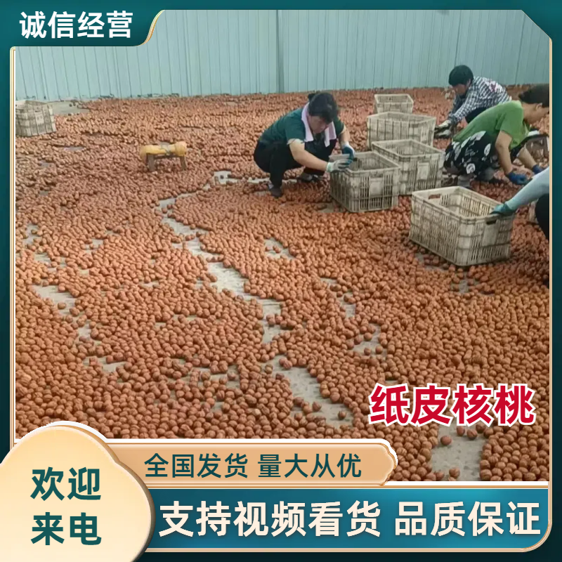 优质纸皮核桃太行山薄皮核桃鲜核桃一手货源量大从优