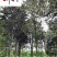 广玉兰8-15公分辛夷花绿化苗木批发四川成都基地直供