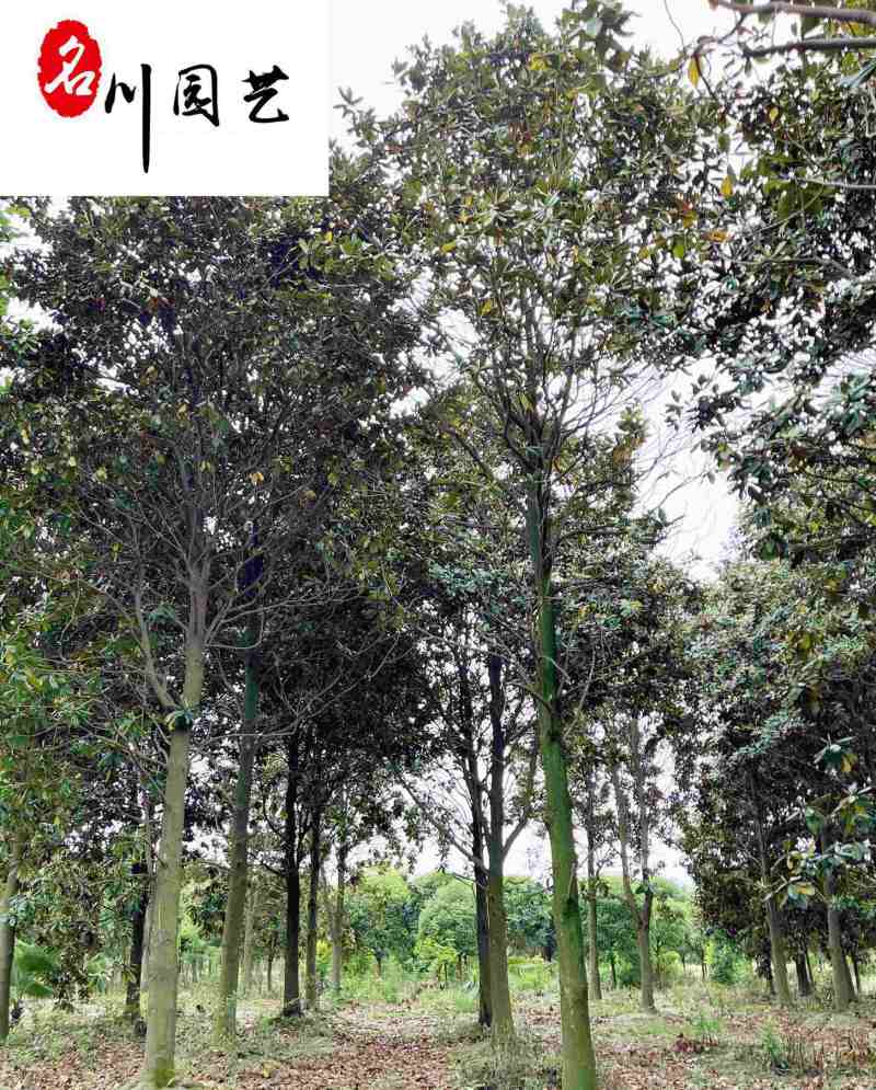 广玉兰8-15公分辛夷花绿化苗木批发四川成都基地直供