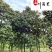 广玉兰8-15公分辛夷花绿化苗木批发四川成都基地直供