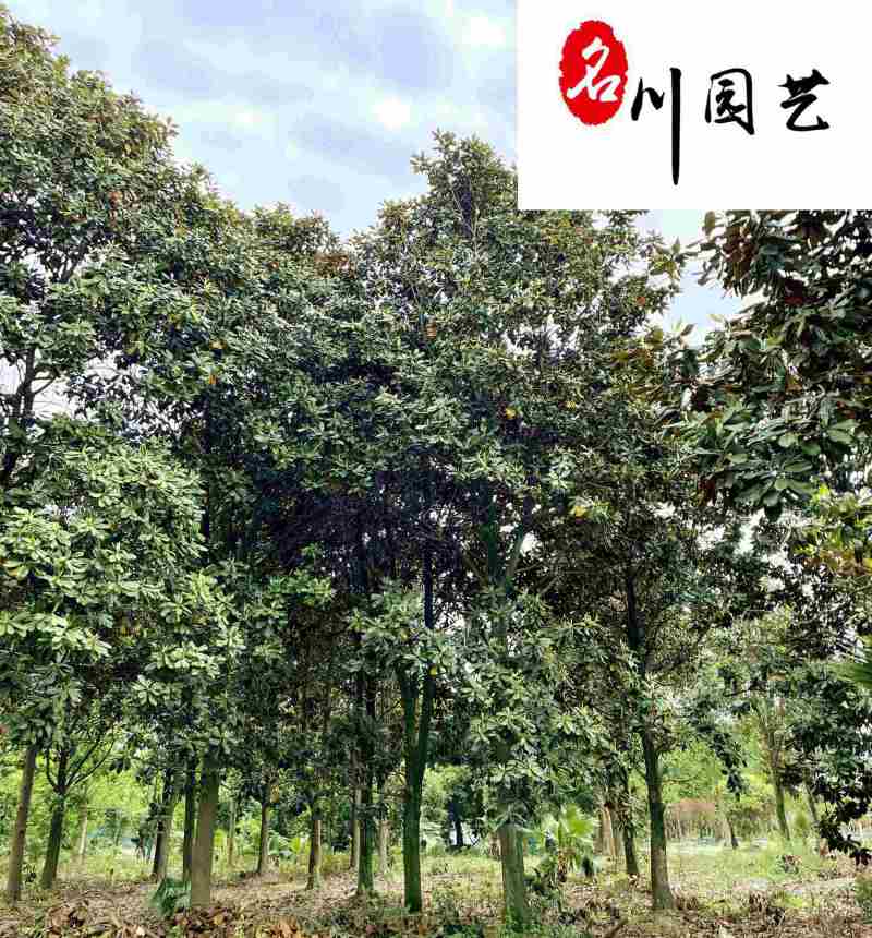 广玉兰8-15公分辛夷花绿化苗木批发四川成都基地直供
