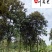 广玉兰8-15公分辛夷花绿化苗木批发四川成都基地直供