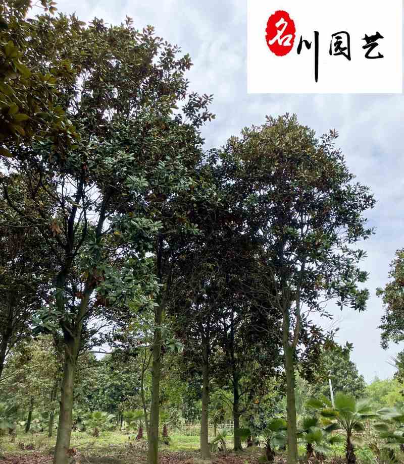 广玉兰8-15公分辛夷花绿化苗木批发四川成都基地直供