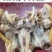 羊脸熟羊头青海藏羊精品现货不添加不注水真空