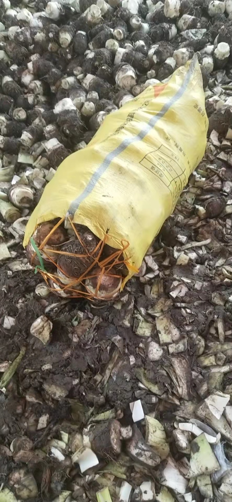 芋头广西荔浦芋头大量上市中，现挖现发，可视频看货