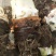 芋头广西荔浦芋头大量上市中，现挖现发，可视频看货