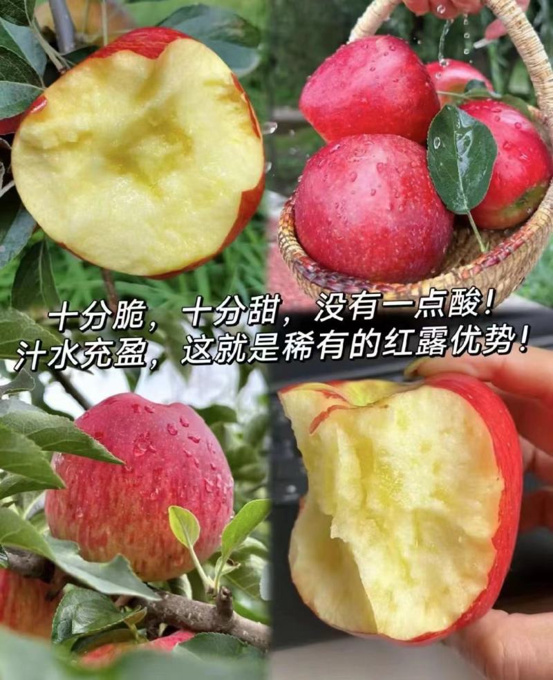 【精选】红露苹果产地大量上市中品质保证欢迎咨询合作