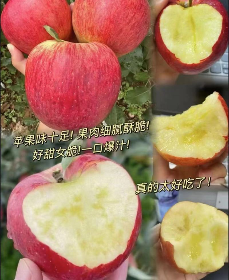 【精选】红露苹果产地大量上市中品质保证欢迎咨询合作