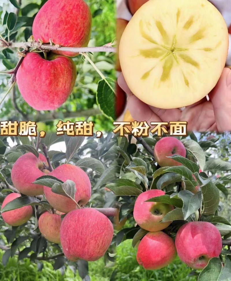 【精选】红露苹果产地大量上市中品质保证欢迎咨询合作