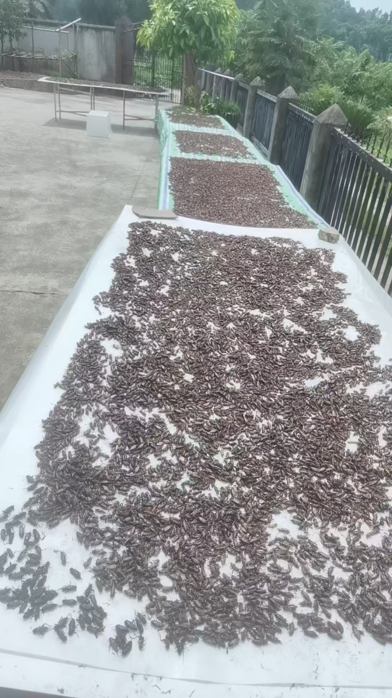【实力推荐】蟋蟀自家养殖品质保证支持视频看货