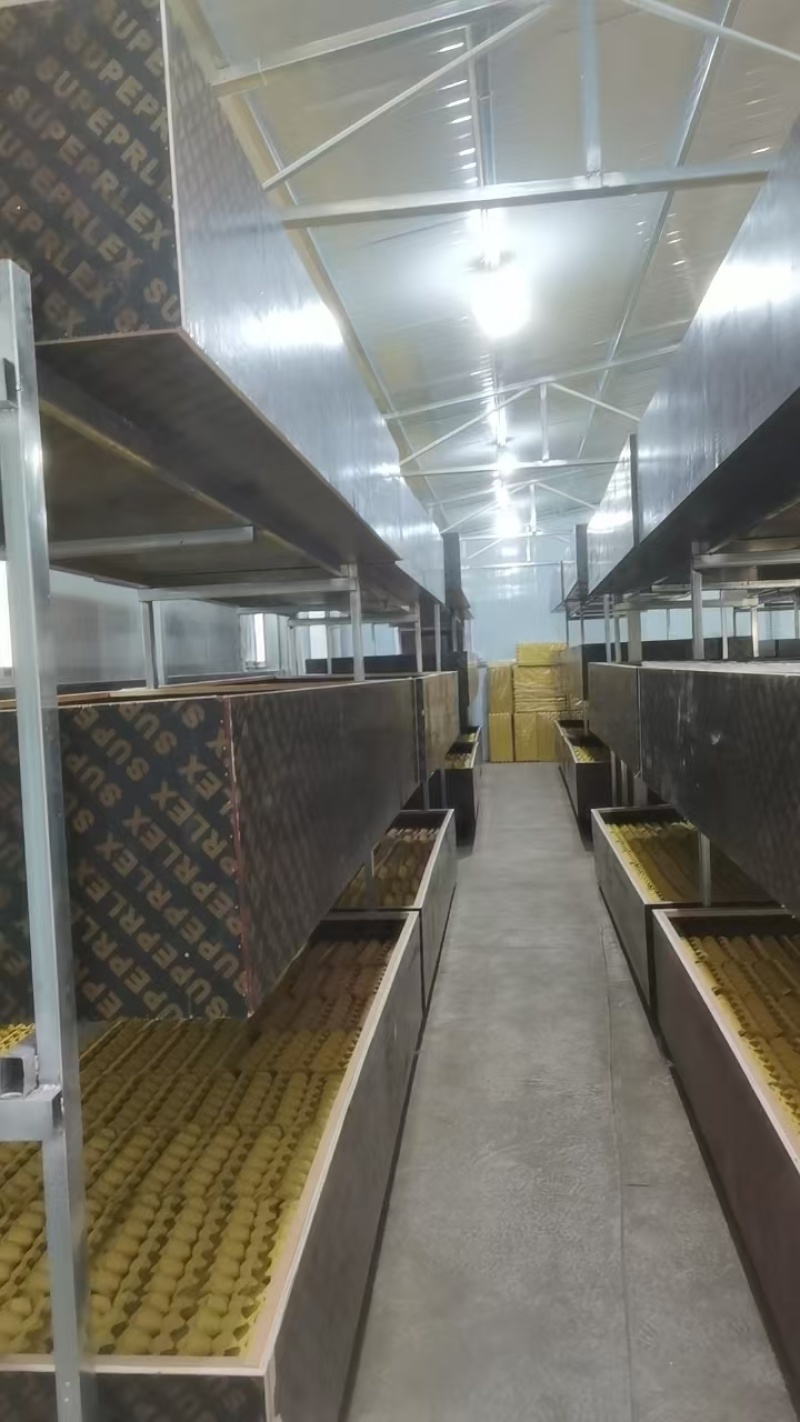 【实力推荐】蟋蟀自家养殖品质保证支持视频看货