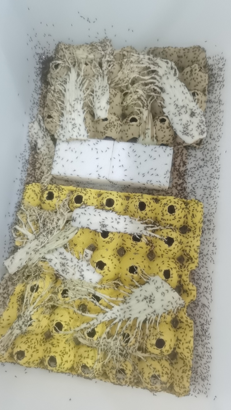 【实力推荐】蟋蟀自家养殖品质保证支持视频看货